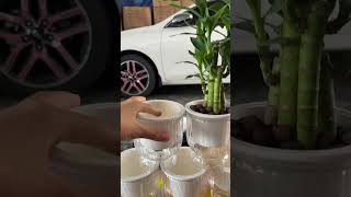 Set 5 chậu thuỷ sinh dáng chậu cốc đẹp #chautrongcay