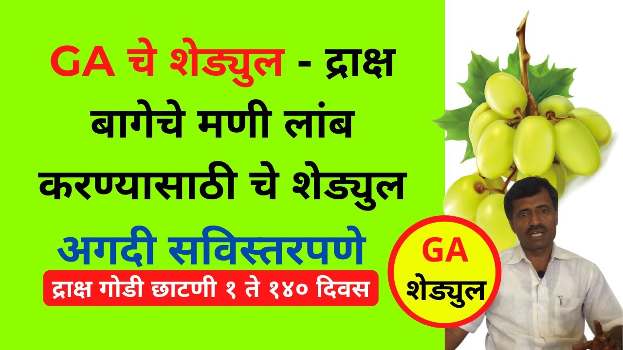 GA चे शेड्युल - द्राक्ष बागेचे मणी लांब करण्यासाठी चे शेड्युल