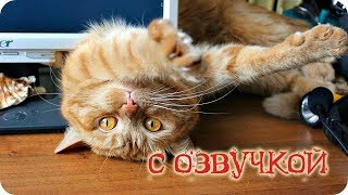 Смешные коты с озвучкой / funny cats