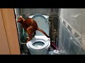 Абиссинский кот Серафим в уборной. abyssinian cat