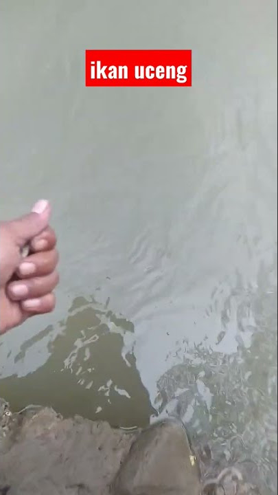Pelepasan ikan uceng #triofishing #mancingmania2020 #mancingkali#kalikacangan#sepotmancing
