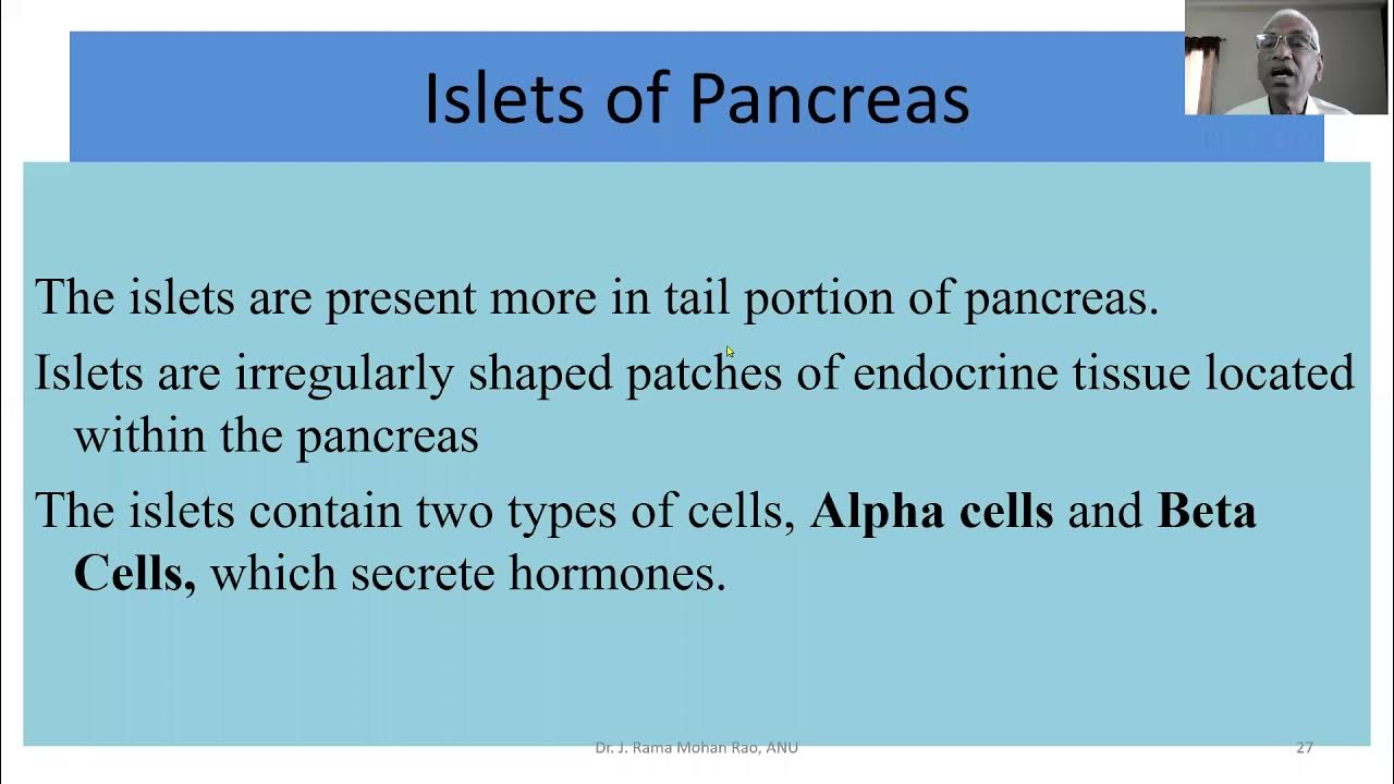 Adrenal Glands and Pancreas B P Ed Telugu 13 05 2021 2 YouTube