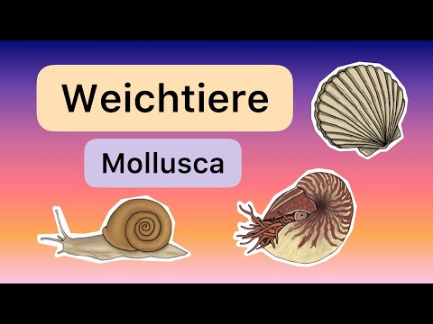 Weichtiere (Mollusca)