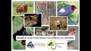 Wildfire and Prescribed Fire Effects on Wildlife Part 2 screenshot 5