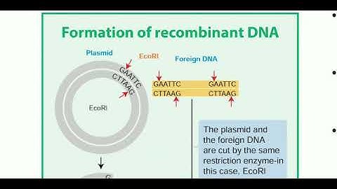 12 std Bio Botany chapter- 4 Principles and Processes of Biotechnology (Vectors)