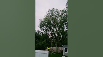 Tree Maintenance 🌳 and Removal 🏗 #shorts #ohio #trees #homemaintenance #homeownership #myhome