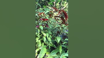 Tác dụng của cây đơn đỏ.