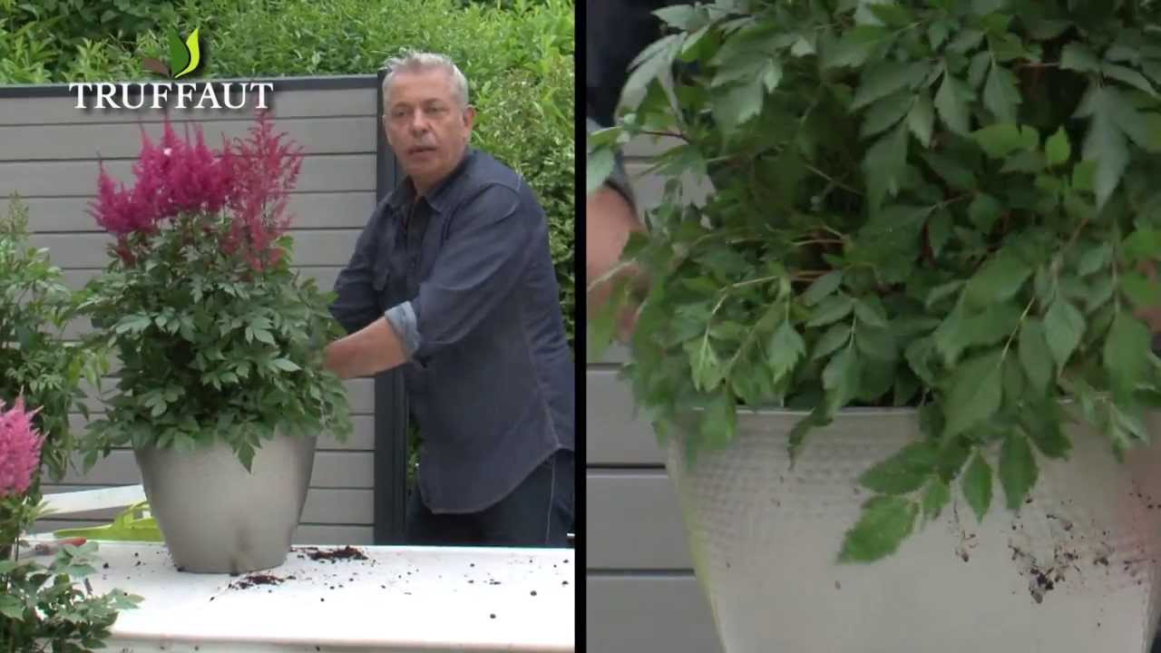ou planter astilbe