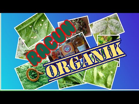 RACUN ORGANIK | JENIS SERANGGA PEROSAK | CARA MEMBUAT | CARA GUNA | SOALAN LAZIM DAN JAWAPAN |