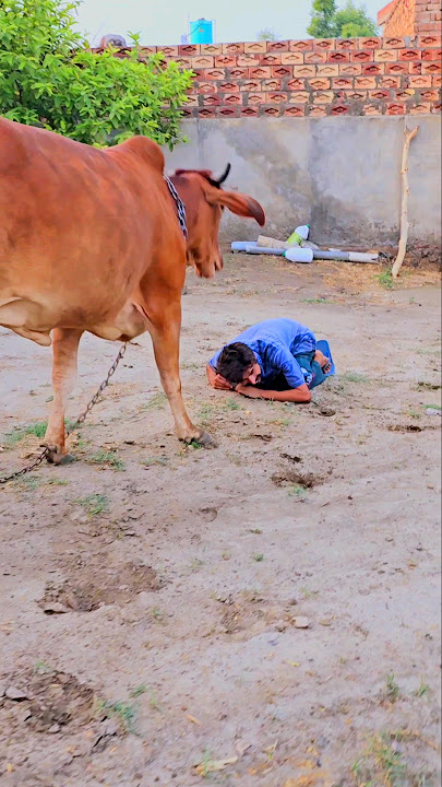 Jai gau Mata Jai shree Krishna 🙏  #youtube #shorts #viral #trending #short #love #reels #subscribe