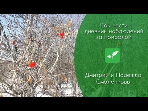 Как вести дневник наблюдений за природой (4 апреля 2021 г.)