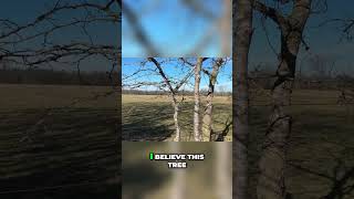 Honey Locust Thorns: Avoiding Tire Damage! #shorts