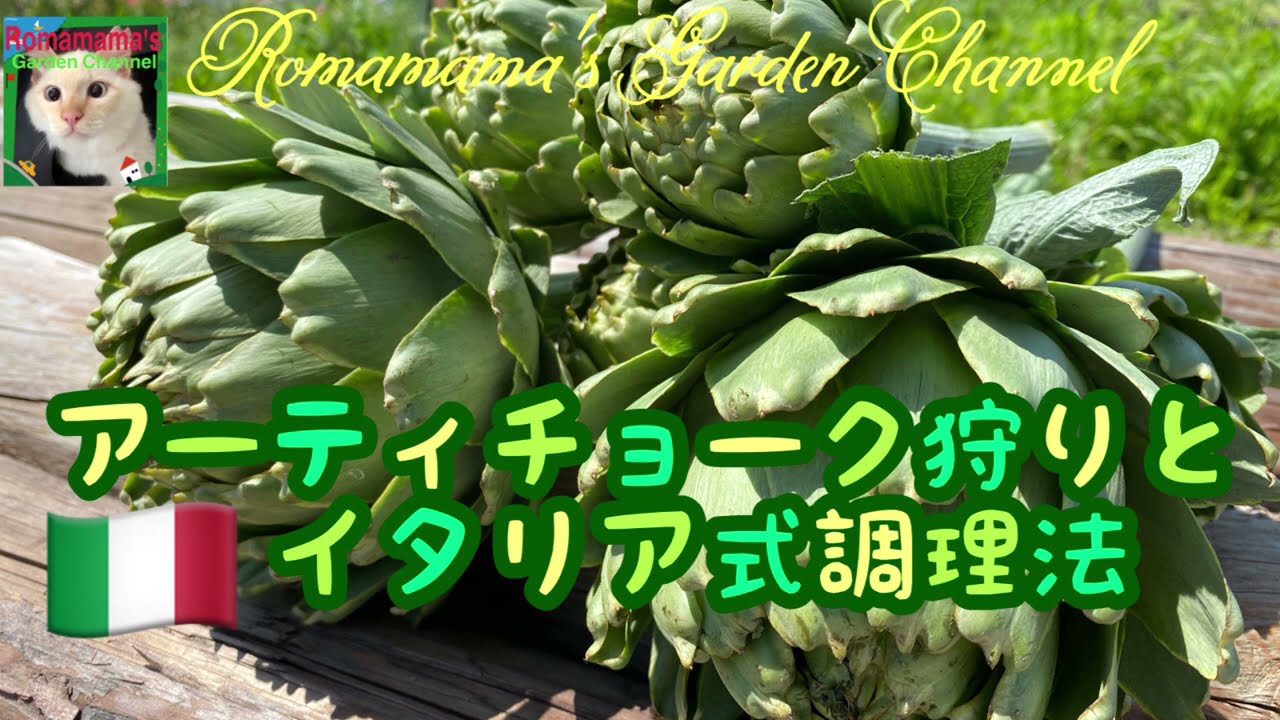 【アーティチョーク】アーティチョーク狩りとイタリア式アーティチョークの調理法　#ハーブ　#クッキング