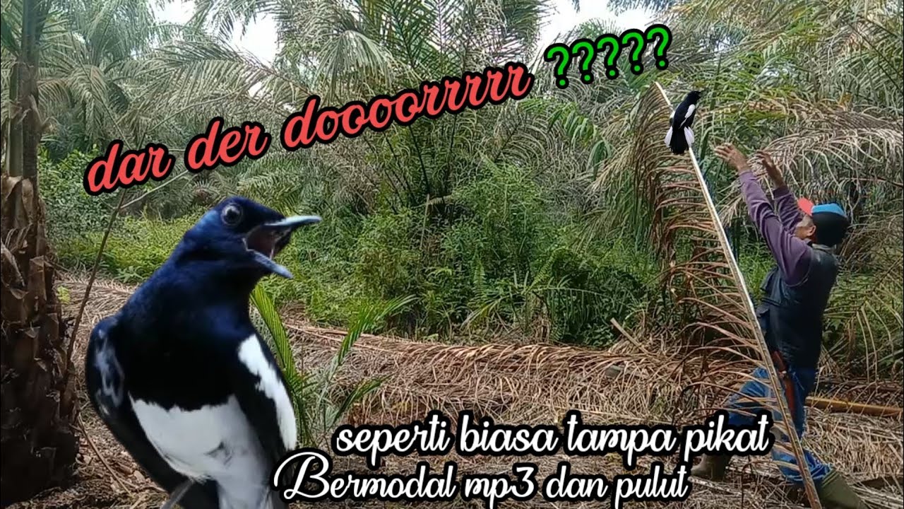 Ni baru model kacer yang di cari para pemain gantangan.