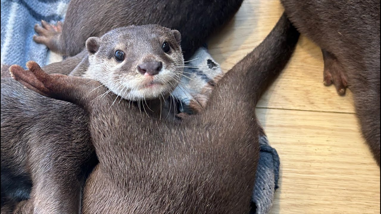 カワウソ6つ子ライブ🦦🦦🦦🦦🦦🦦 - YouTube
