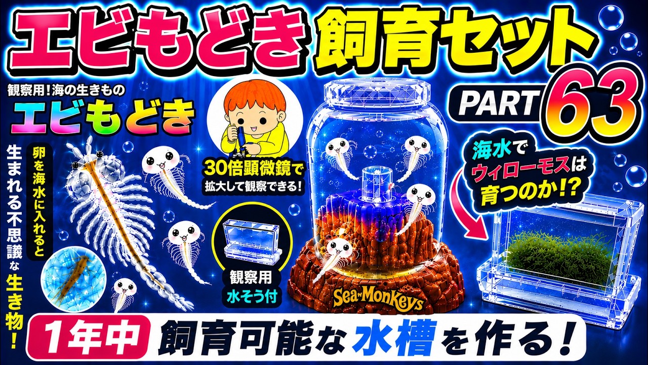 ✿シャブシ 大きめ 30個　シュリンプ　 タンニン　リース　ワークショップ Trying to raise brine shrimp using a shrimp-like breeding kit