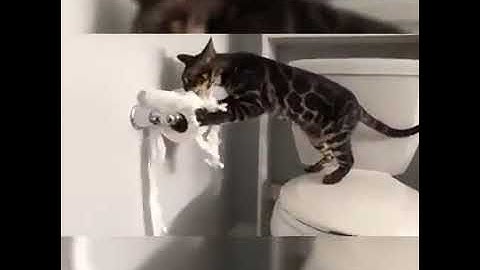 funny cats live in the king of fighters