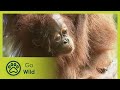 Orang-utans - Fantastic Creatures - The Secrets of Nature