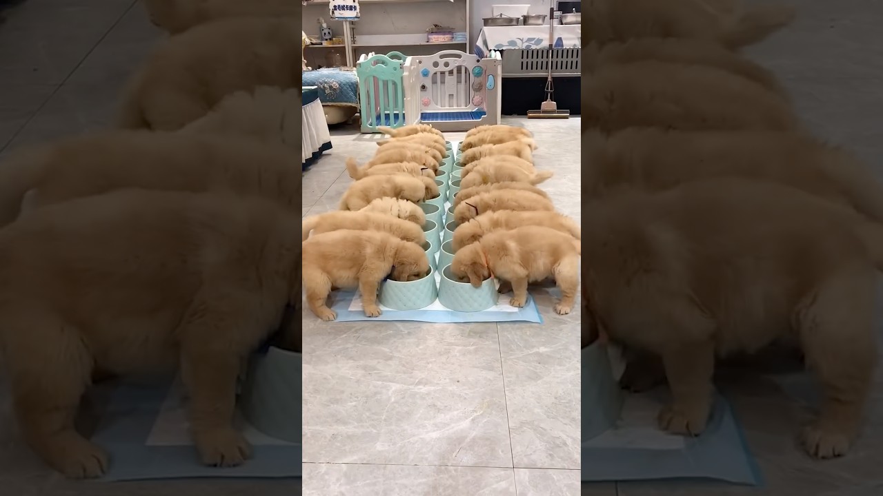 Imagine getting paid for this… best job ever 😭❤️