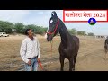 बिकाऊ घोड़े - पार्ट 21 Balotra Horse Market 2024 Tilwada Pashu Mela Horse Sale Price Video