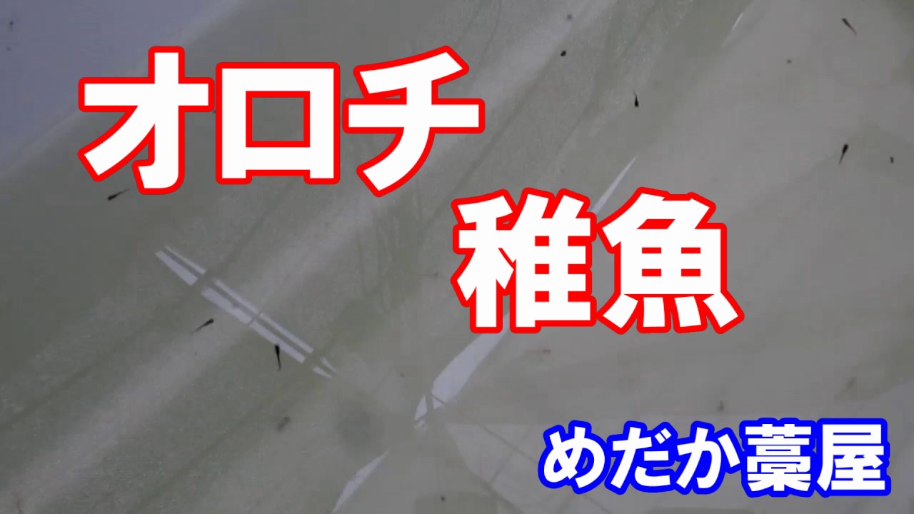 オロチ 稚魚 メダカ 黒いメダカ 滋賀県のメダカ販売店 めだか藁屋 高木正臣 Youtube