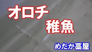 オロチ　稚魚　メダカ　黒いメダカ　滋賀県のメダカ販売店　めだか藁屋　高木正臣