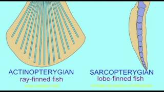 PL1: ACTINOPTERYGIAN VS. SARCOPTERYGIAN FISH