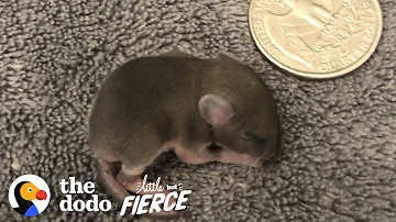 Baby Mouse The Size of a Quarter | The Dodo Little But Fierce