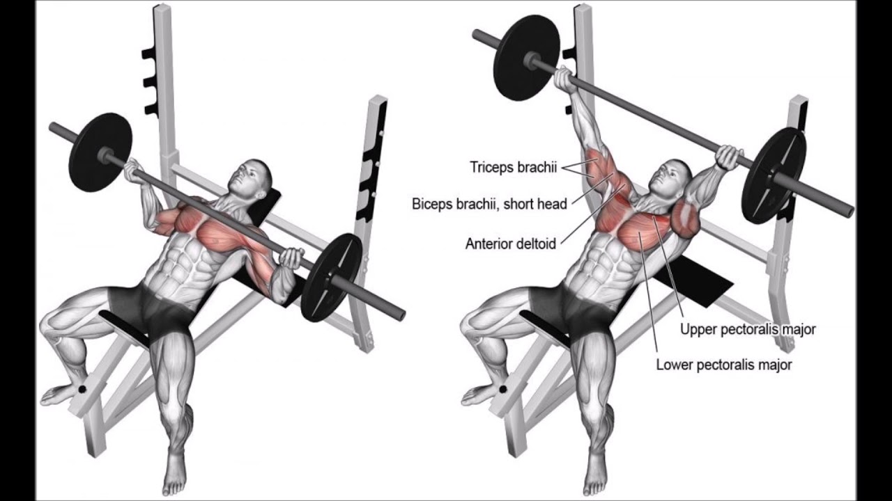 Incline Reverse Grip Barbell Bench Press 990x605 - YouTube