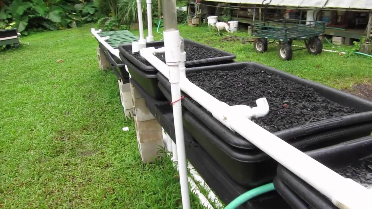 olomana gardens permaculture and aquaponics olomana gardens permaculture and aquaponics