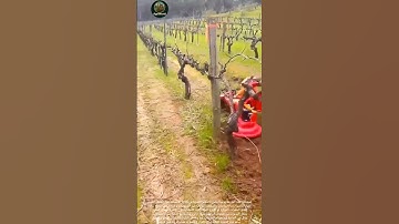 #farming #زراعة #explore آلة إزالة الأعشاب الضارة: Weeding machine.