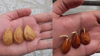 The miracle of planting almonds in a small pot, make your own almond garden with this method