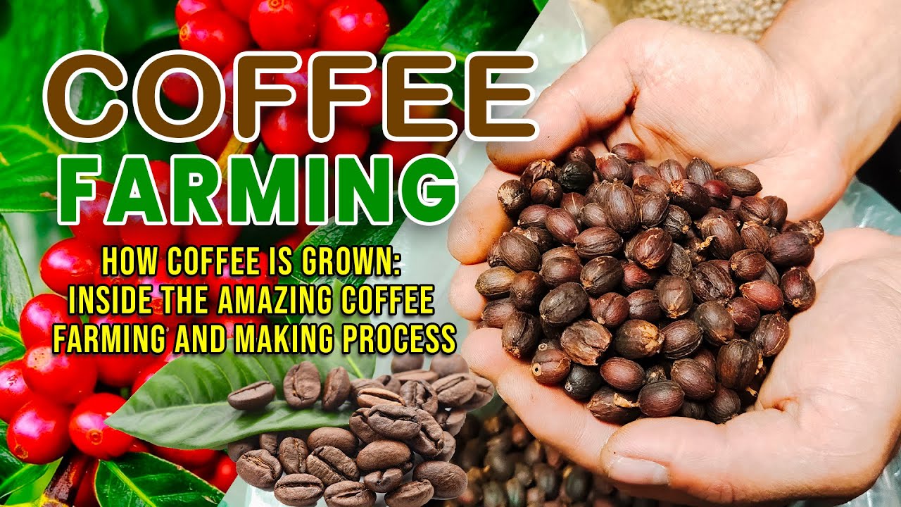 PAANO BA ANG TAMA AT MAGANDANG PROSESO SA PAG-AALAGA AT PAGGAWA NG KAPE?