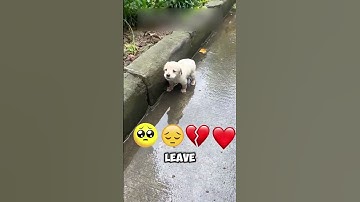 "What These Kids Built With Sand Left Everyone Speechless 🌊🐧 | Heartbreaking Penguin Story!"