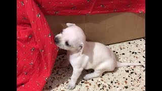 7 chihuahua puppies growing and playing (day 1 to 26)  PART 2