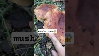 Edible or Not? mushroom nature satisfying europe  shorts type forest
