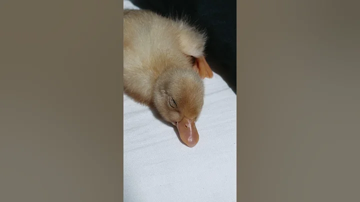 Sleepy Baby Duck #shorts