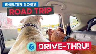 Shelter Dogs Road Trip and Drive Thru