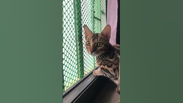 TS Anti-Hero Challenge 🎤😺❤️ #cat #taylorswift #viral #shorts