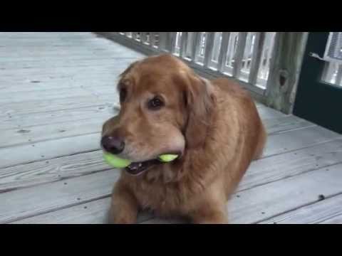 Golden Retriever Dog "Brunson" and his Amazing Tennis Balls (4)