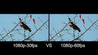 30fps Vs 60fps. (Nikon CoolPix-B500+GoPro EKEN H9)-(60fps,10-BitC,Full-HD)