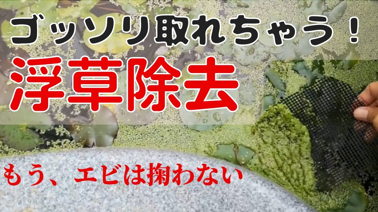 増えすぎた浮草除去 ミナミヌマエビをすくわずに浮草を除去する方法です Youtube