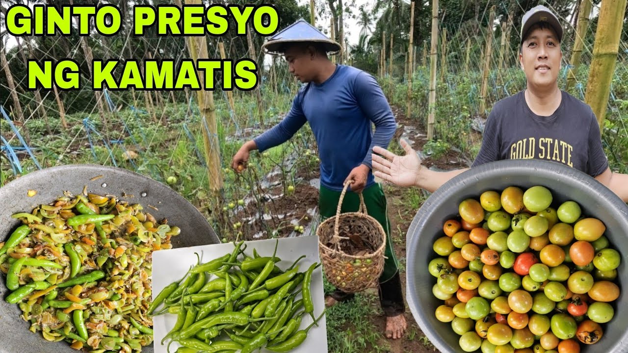 Ginto ang Presyo ng Kamatis...Ginisang Dilis na may kamatis Busog lahat simpling Tanghalian