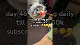 Day 461 Bebop The Mini Pig Vs Apples