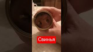 свинья в банке