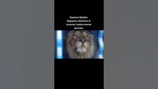 atmosfer stadion gajayana ketika Arema bermain#aremania