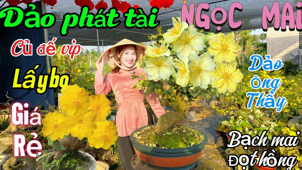 📍☎️📞0386272201 Én Nhi. Hàng Bonsai củ đế vip, toàn giống mới siêu phẩm lấy bo, giá rẻ.☎️☎️🌼
