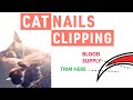 How to Safely Trim Cats Nails | Safely Trim 🐈