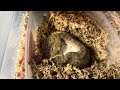 Good Momma! Maternal Incubation of Childrens pythons eggs