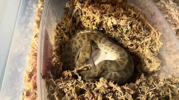 Good Momma! Maternal Incubation of Childrens pythons eggs